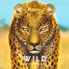 Picture of Wild: Serengeti