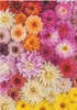Picture of Dahlias Flowers (Jigsaw 1000pc)